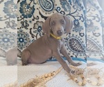Small Photo #23 Weimaraner Puppy For Sale in LEWISBURG, KY, USA