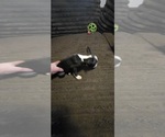 Small #6 Boston Terrier
