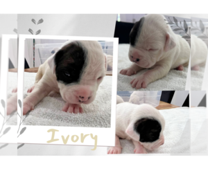 American Bulldog Puppy for sale in MIAMI, FL, USA