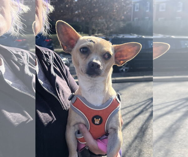 Medium Photo #2 Chihuahua-Unknown Mix Puppy For Sale in Rockville, MD, USA