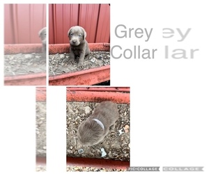Labrador Retriever Puppy for sale in WICHITA, KS, USA