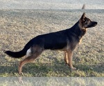 Small #5 German Shepherd Dog