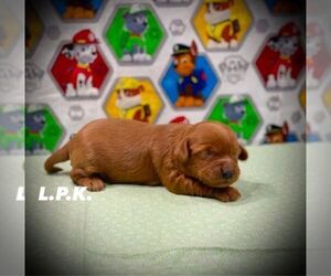 Maltipoo Puppy for sale in WINNSBORO, LA, USA