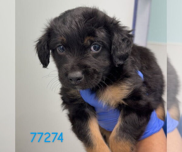 Medium Photo #1 - Mix Puppy For Sale in Chico, CA, USA