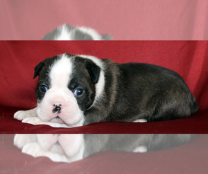 Boston Terrier Puppy for sale in BROOKSVILLE, FL, USA