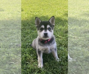 Alaskan Klee Kai Puppy for sale in GLENDALE, AZ, USA