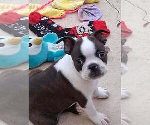 Boston Terrier Puppy for sale in SEBRING, FL, USA