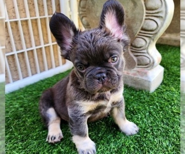 Medium Photo #19 French Bulldog Puppy For Sale in LAS VEGAS, NV, USA