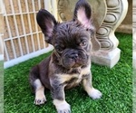 Small Photo #19 French Bulldog Puppy For Sale in LAS VEGAS, NV, USA