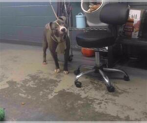 American Staffordshire Terrier-Unknown Mix Dogs for adoption in Tallahassee, FL, USA