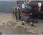 Small American Staffordshire Terrier Mix