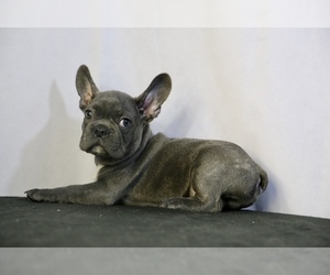 French Bulldog Puppy for sale in BROOKLYN, NY, USA