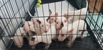Small Photo #54 Bull Terrier Puppy For Sale in JACKSON, MI, USA