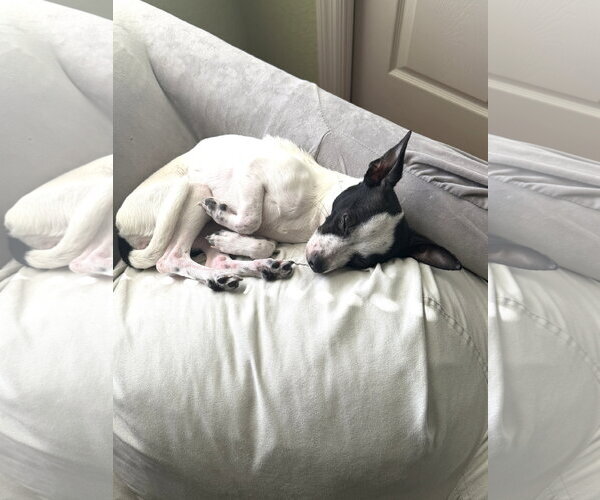 Medium Photo #12 Chihuahua-Unknown Mix Puppy For Sale in Valrico, FL, USA