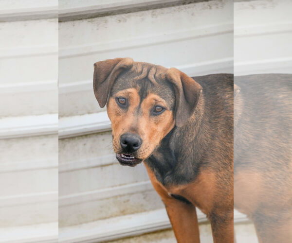 Medium Photo #7 Labrador Retriever-Unknown Mix Puppy For Sale in Tracy City, TN, USA