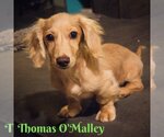 Small Photo #6 Dachshund Puppy For Sale in San Antonio, TX, USA