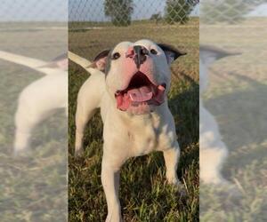 GALILEO - Male American Bulldog-Unknown Mix Dog for Adoption - Photo #3