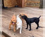 Small #4 Chihuahua Mix