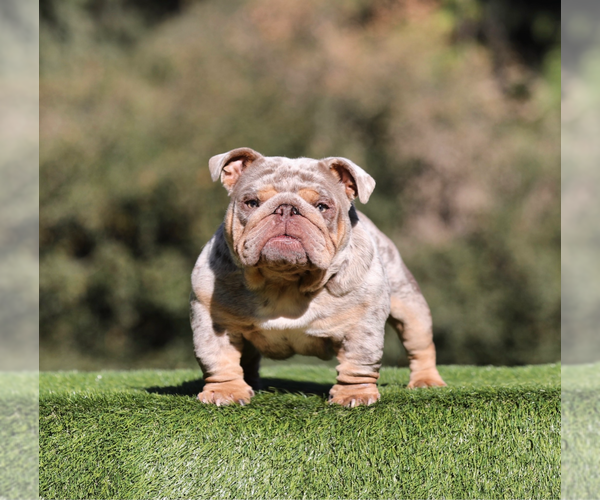 Medium Photo #3 English Bulldog Puppy For Sale in SAN FRANCISCO, CA, USA