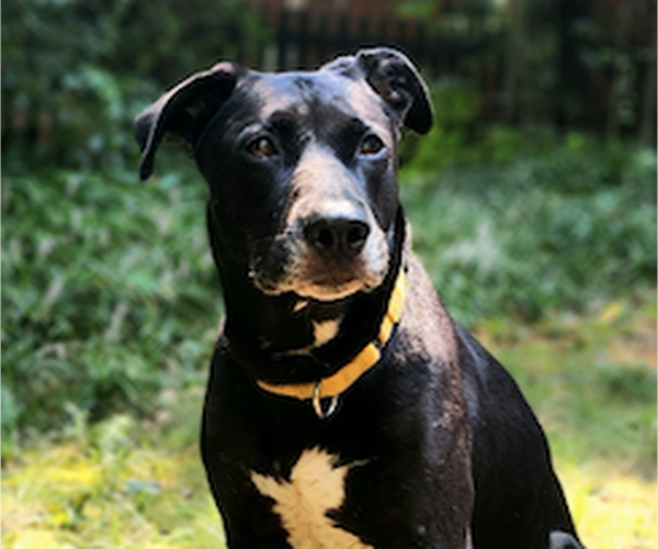 Medium Photo #1 Mutt Puppy For Sale in Decatur, GA, USA