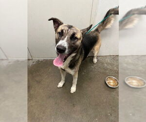 German Shepherd Dog-Unknown Mix Dogs for adoption in Rosenberg, TX, USA