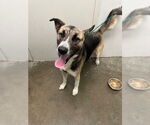 Small German Shepherd Dog Mix