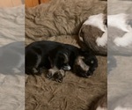 Puppy Puppy 1 Chonzer