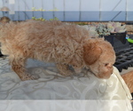 Small Photo #17 Poodle (Miniature) Puppy For Sale in GREENWOOD, WI, USA