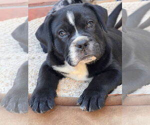Bulldog-Labrador Retriever Mix Dogs for adoption in Lake Elsinore, CA, USA