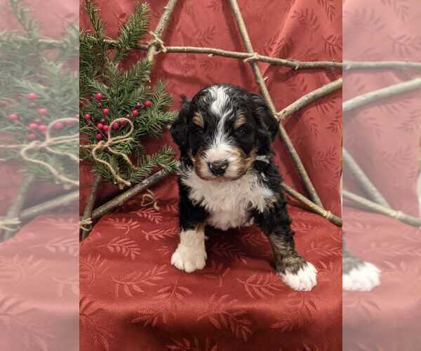 Medium Photo #3 Bernedoodle Puppy For Sale in ELKTON, VA, USA