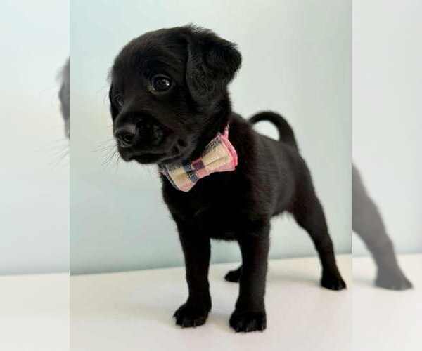 Medium Photo #2 Aussiedoodle-Labradoodle Mix Puppy For Sale in BRYANTOWN, MD, USA