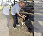 Small Photo #3 German Shepherd Dog Puppy For Sale in Southbury, CT, USA