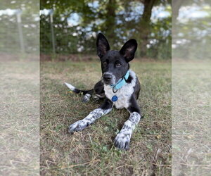 Mutt Dogs for adoption in Garden City, NY, USA