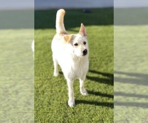 Labrador Retriever-Unknown Mix Dogs for adoption in La Verne, CA, USA
