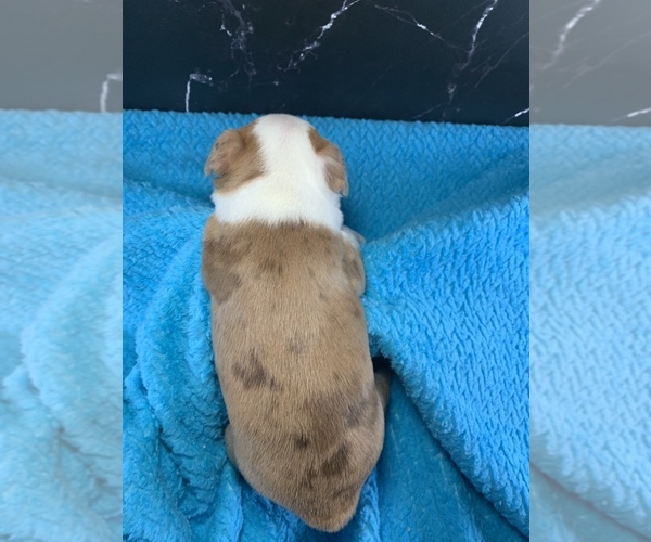 Medium Photo #5 Boston Terrier Puppy For Sale in TULARE, CA, USA
