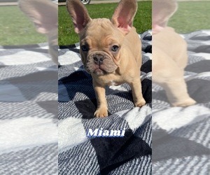 French Bulldog Puppy for Sale in MANSFIELD, Ohio USA