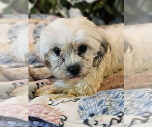 Shih Tzu Dogs for adoption in Bon Carbo, CO, USA