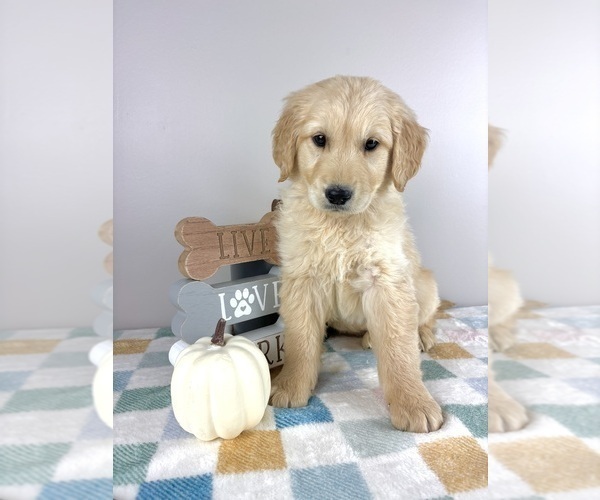 Medium Photo #5 Golden Retriever Puppy For Sale in INDIANAPOLIS, IN, USA