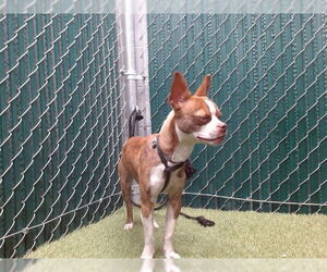 Boston Terrier-Unknown Mix Dogs for adoption in Downey, CA, USA