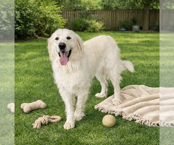 Medium Photo #2 Golden Pyrenees Puppy For Sale in Genesee, WI, USA