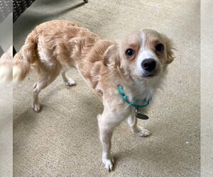 Chihuahua-Unknown Mix Dogs for adoption in Arlington, VA, USA