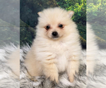 Small Photo #8 Pomeranian Puppy For Sale in AZLE, TX, USA
