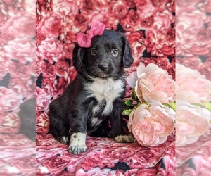 Cocker Spaniel-Unknown Mix Puppy for sale in CHRISTIANA, PA, USA
