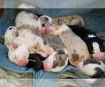 Small Photo #3 Australian Shepherd Puppy For Sale in HERNANDO, MS, USA