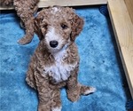 Puppy Light Blue Goldendoodle