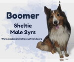 Small Photo #2 Mutt Puppy For Sale in Anchorage, AK, USA