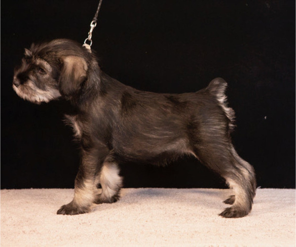 Medium Photo #1 Schnauzer (Standard) Puppy For Sale in PISMO BEACH, CA, USA