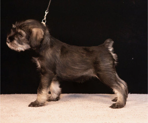 Medium Schnauzer (Standard)