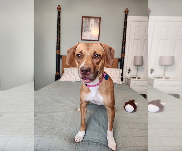 Medium Photo #2 Mutt Puppy For Sale in Glen Allen, VA, USA