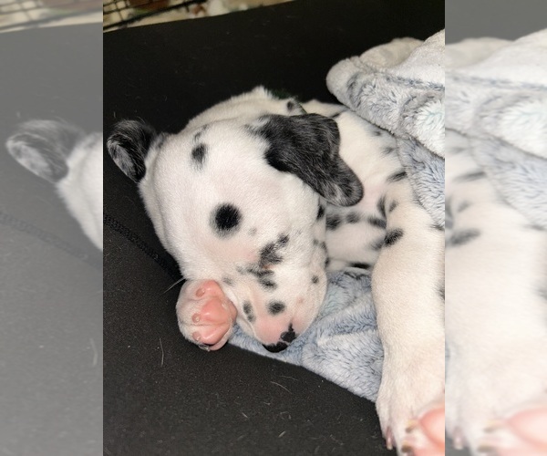 Medium Photo #9 Dalmatian Puppy For Sale in PHOENIX, AZ, USA